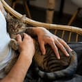 Por qué acariciar a un gato podría no ayudar a reducir el estrés