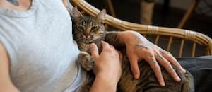 Por qué acariciar a un gato podría no ayudar a reducir el estrés