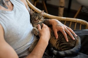 La razón por la que los expertos no recomiendan acariciar a un gato para combatir el estrés