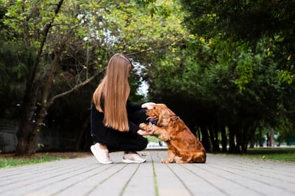 Acariciar perros desconocidos en la calle: qué significa, según la psicología (Foto: Freepik)