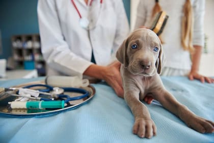 Accidente cerebrovascular en perros: ¿cuántas clases existen y cómo se deben tratar?