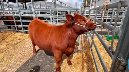 “Aceituna”, una hembra Angus colorada de Córdoba