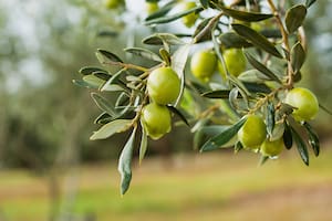Para los fanáticos del aceite de oliva, un nuevo circuito entre campos bonaerenses