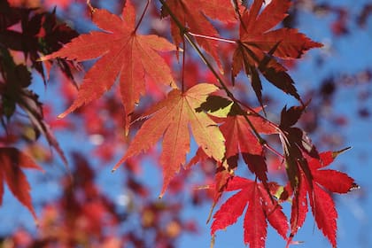 Acer palmatum 'Atropurpureum': Esta variedad tiene el follaje tonalizado de rojo
durante todo el ciclo, que contrasta y se realza con el verde circundante. Crece bien bajo un ligero sombreado. Puede ser un pequeño árbol o un arbusto.