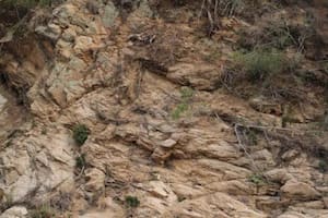 Acertijo imposible: ¿Donde está el ciervo?