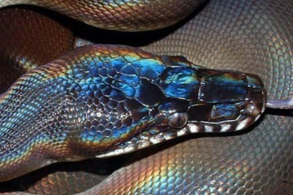 Achalinus zugorum es el nombre de la nueva especie de serpiente descubierta en Vietnam