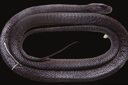 Achalinus zugorum, nueva especie de serpiente descubierta en Vietnam