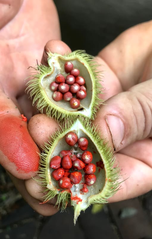 Achiote