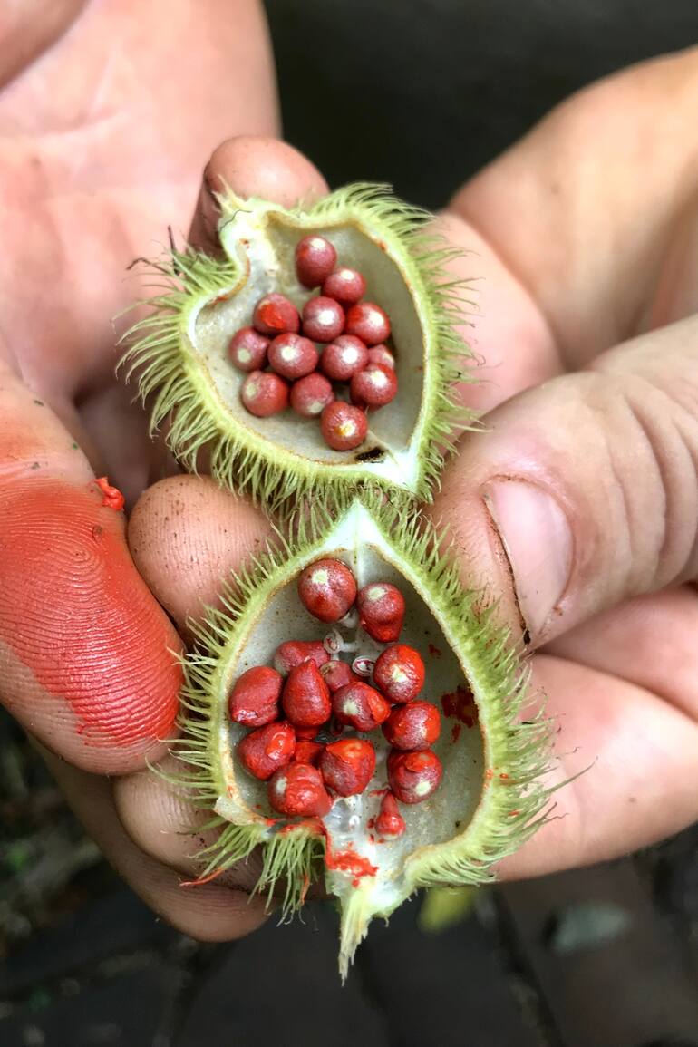 Achiote