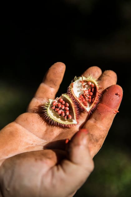 Achiote. Suele usarse como tintura natural de color rojo.