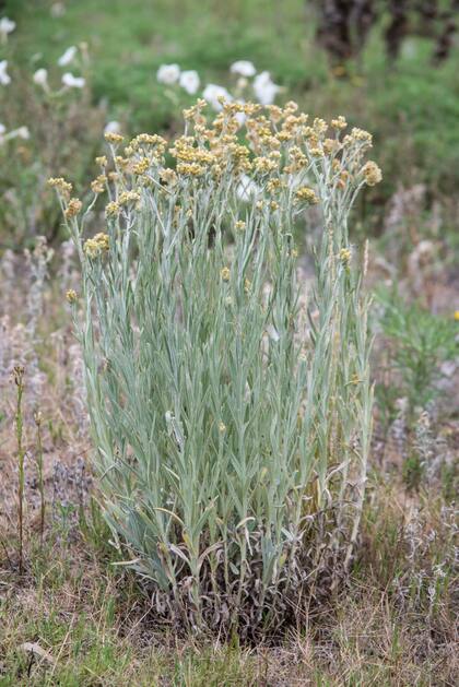 Achyrocline satureioides, medicinal, aromática, discreta y persistente