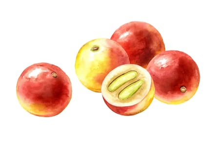 Ácido pero efectivo: el camu-camu ha sido usado por comunidades indígenas como medicina natural mucho antes de ser reconocido fuera del Amazonas