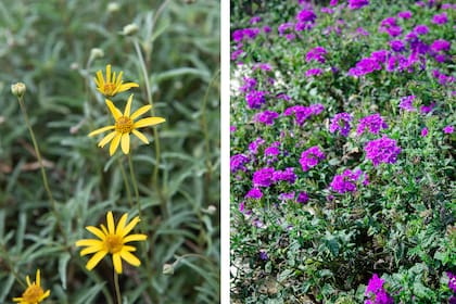Acmella decumbens y Glandularia, dos especies nativas para quienes buscan flores llamativas