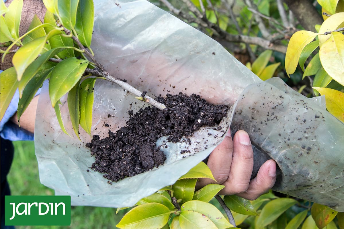 Acodo aéreo: el truco de los jardineros para clonar plantas con éxito