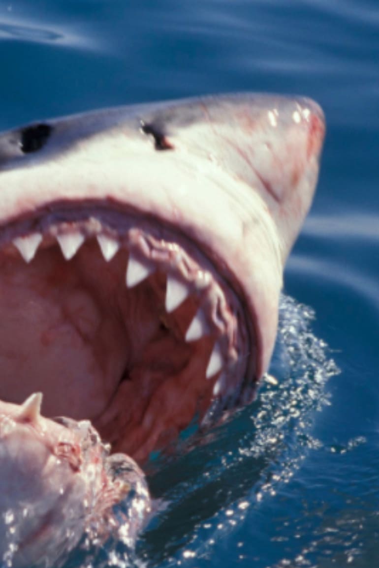Acorde al documental, históricamente los tiburones han recurrido a prácticas caníbales