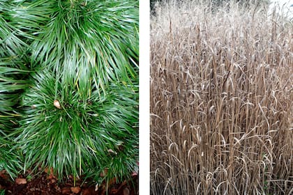Acorus gramineus y Panicum virgatum, dos especies fáciles y resistentes para cultivar en macetas