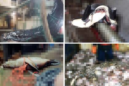 Activistas demandan a gobierno de EEUU por imágenes de orcas muertas en redes de pesca