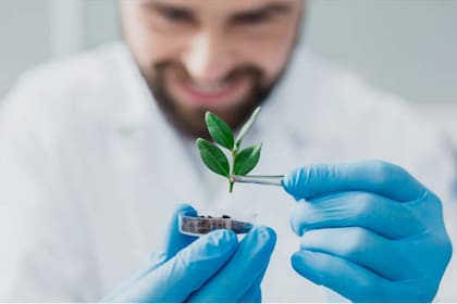 Actualmente con los cultivos que más trabajan son el maiz y el girasol.