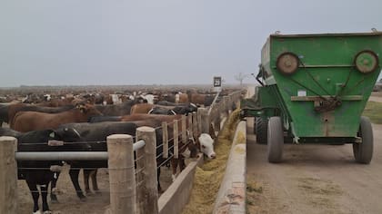 Actualmente, con un sistema de hotelería, que representa el 65% y un 35% de producción propia, en el feedlot tienen más de 17.000 animales en engorde