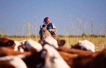 Actualmente cuentan con unas 3000 madres y proyectan llevar el rodeo a entre 6000 y 7000