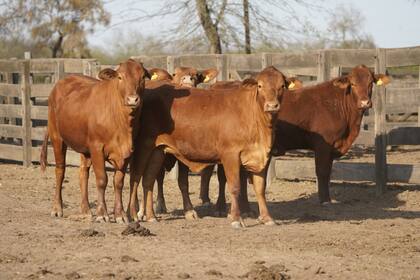 Actualmente, en el campo hay 600 vacas y se aspira a llegar a 800, reteniendo las vaquillonas y eligiendo los mejores terneros para guardarlos para toros y selecciona las mejores hembras para el plantel