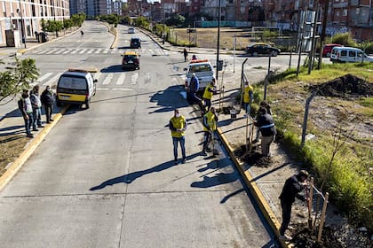 Actualmente hay 430 mil árboles en la Ciudad. Los ejemplares pertenecen a la especie o variedad definida para cada cuadra teniendo en cuenta el ancho de la vereda y la calzada, el tipo de tránsito y las especies preexistentes en cada corredor viario.