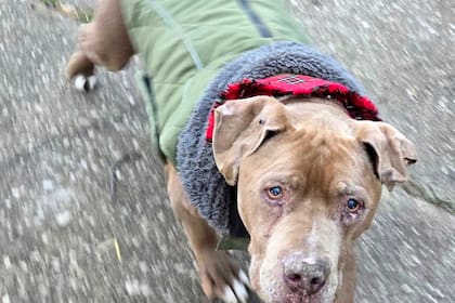 Acusan de robo a veterinaria de Michigan por negarse a devolver un perro a un hombre sin hogar