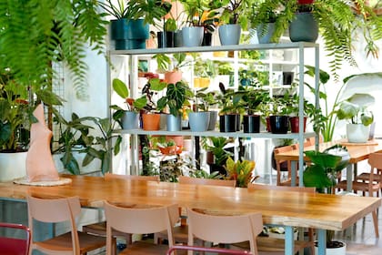 Ada Jardín es un café, un vivero y un lugar de encuentro y aprendizaje