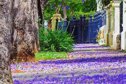 Adelaida es una ciudad famosa por su elegancia y sus árboles, en especial los jacarandás.