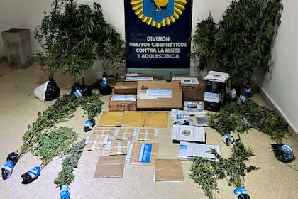 Además de archivos digitales, se incautaron plantas de marihuana