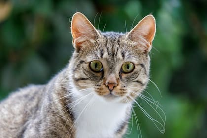 Además de captar información del entorno, los bigotes de los gatos pueden expresar emociones