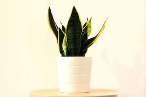 Además de decorar la lengua de suegra limpia el aire y resguarda los ambientes de las malas vibraciones (Foto ilustrativa: PIXABAY)