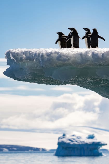 Además de en pingüinos, se hallaron ejemplares afectados de gripe aviar de especies como palomas antárticas, gaviotas cocineras, focas cangrejeras y aves marinas migratorias