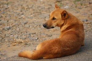 Además de enfrentar el peligro de accidentes en la calle, el perro podría sufrir lesiones o incluso provocar daños a terceros