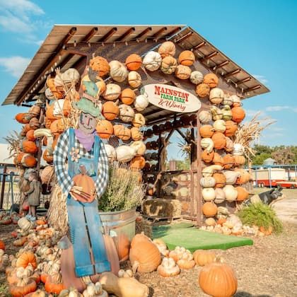 Además de escoger una calabaza, los interesados podrán degustar diferentes platos y tomar fotos (Instagram/@mainstayfarmpark)