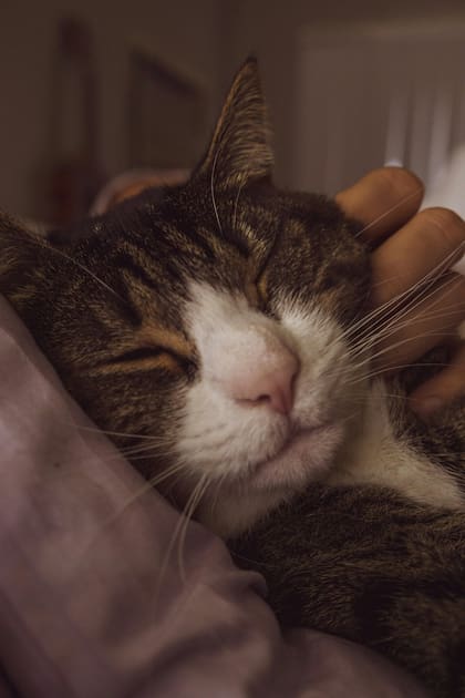 Además de fortalecer el vínculo con su dueño, compartir la cama con un gato puede reducir el estrés y facilitar el sueño