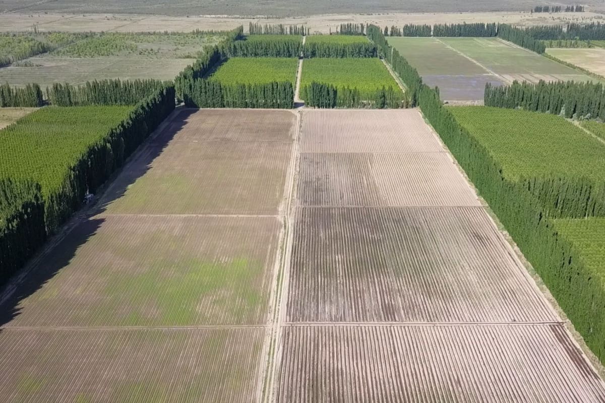 Además de frutales, en el Alto Valle se avanzó en producción de forrajes, maíz y frutos secos