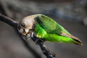 Además de la pérdida de hábitat, el lorito robusto enfrenta amenazas de depredadores naturales y cazadores humanos