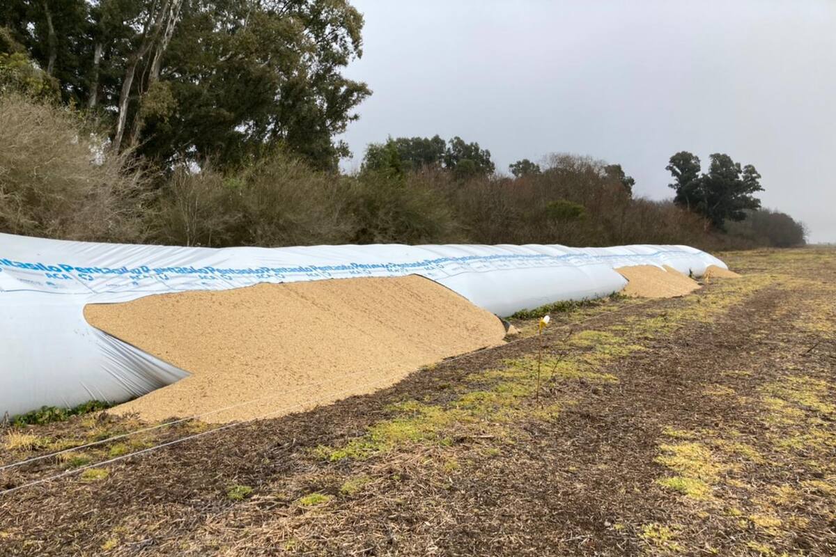 Además de las roturas a silobolsas, se están registrando robos del grano. Foto de Archivo