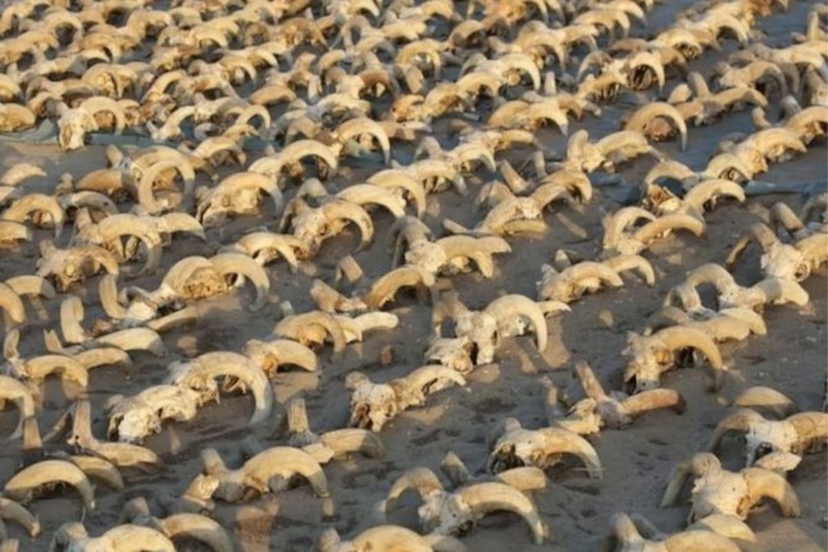 Además de los carneros, había momias de perros, vacas, gacelas y mangostas