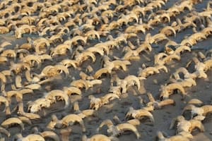 Además de los carneros, había momias de perros, vacas, gacelas y mangostas