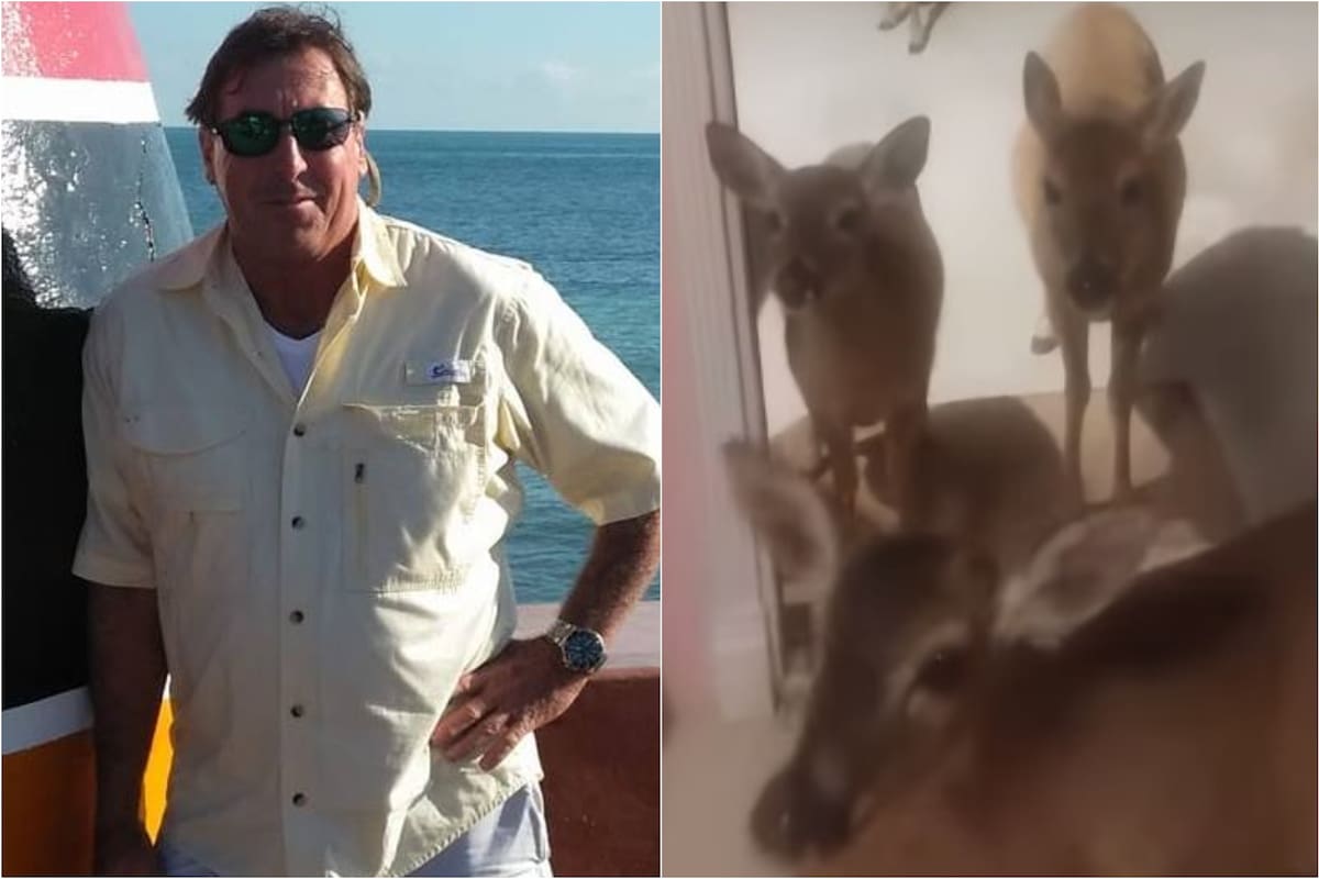 Además de los delitos por alimentar a los animales, el hombre enfrenta cargos por posesión de armas y es acusado de habitar una casa sin permiso