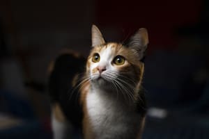 Además de los sentidos, los gatos poseen otras cualidades como su agilidad, su capacidad para moverse sin hacer ruido, su cuerpo flexible y sus reflejos rápidos