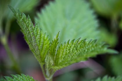 Además de propiedades medicinales, es ideal para usar como pesticida