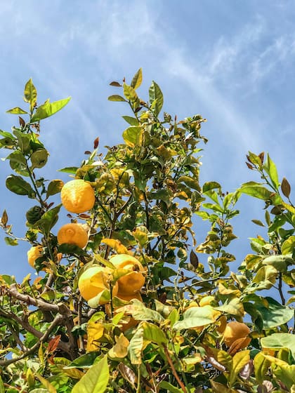 Además de recibir abundante agua y sol, los limoneros necesitan de un abono natural para recibir mayor cantidad de nutrientes (imagen ilustrativa)