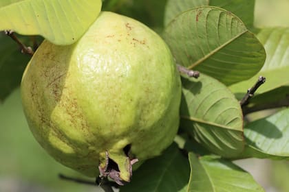 Además de reforzar el sistema inmunitario, la guayaba amazónica colabora con otros órganos fundamentales como el corazón y el hígado