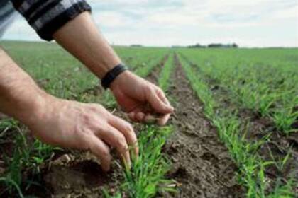 Además de sentirse en el trigo, la falta de agua puede demorar la siembra de maíz en Córdoba