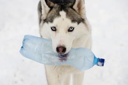 Además de ser un acto de cariño hacia nuestro perro, hacer manualidades en casa para sus juguetes y artefactos resulta una actividad sustentable porque todo se reutiliza