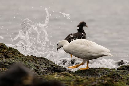 Además de ser una zona de anidación, las aguas colindantes a la Isla de los Estados son una importante zona de alimentación para aves marinas