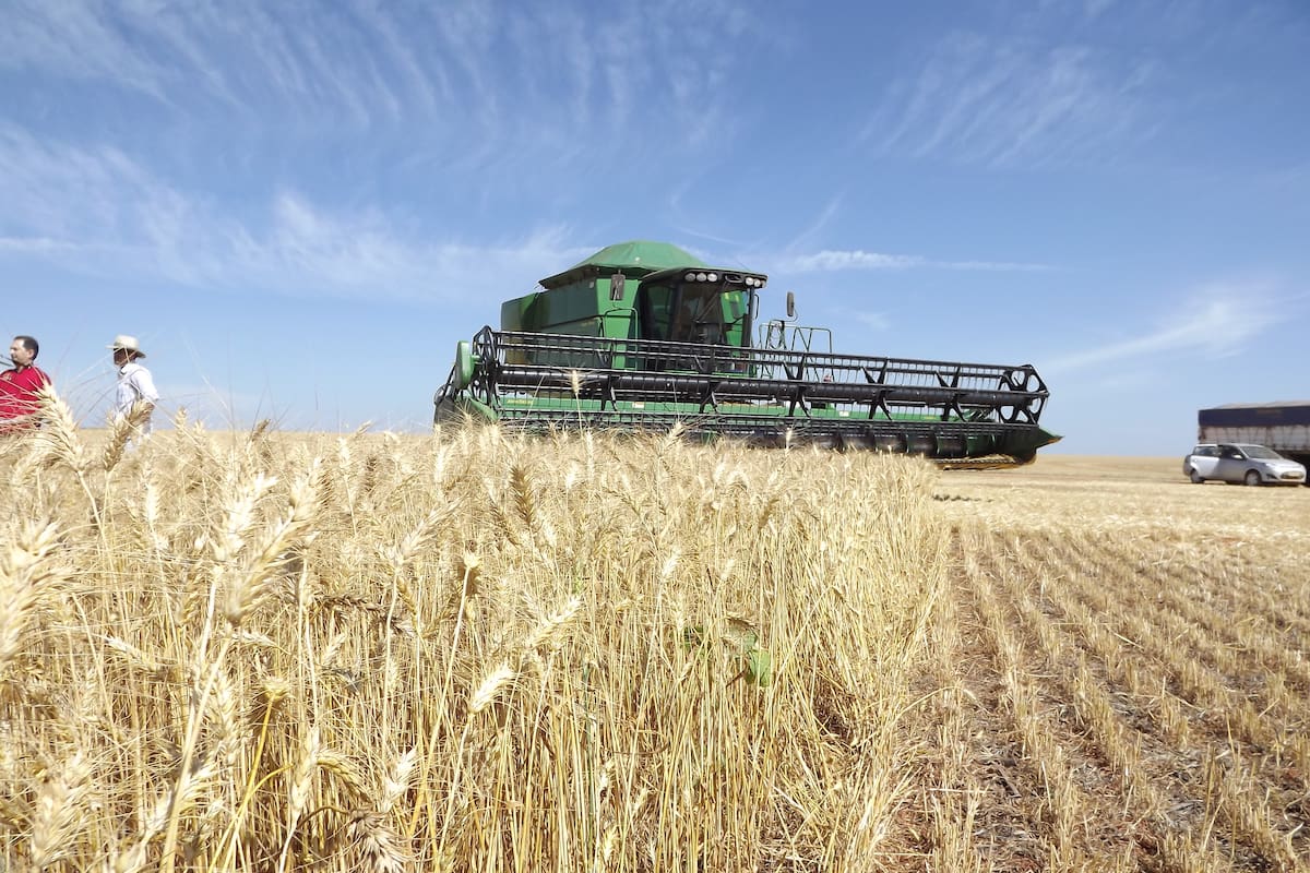 Además de soja y maíz, Brasil también apunta al trigo